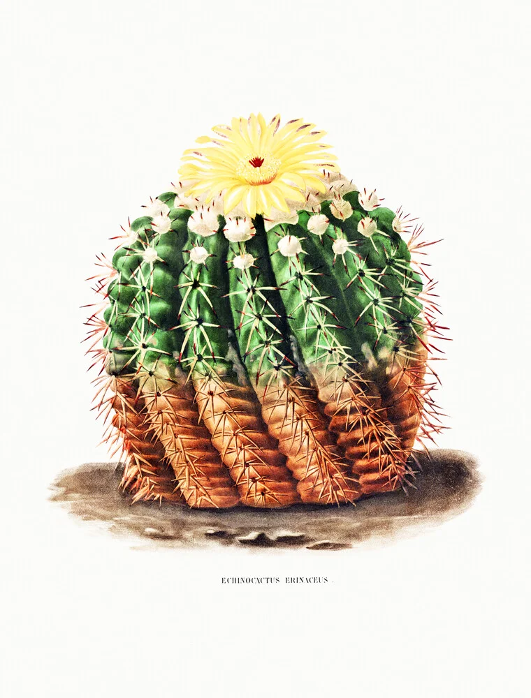 Echinocactus Erinaceus - Fotografía artística de Vintage Nature Graphics