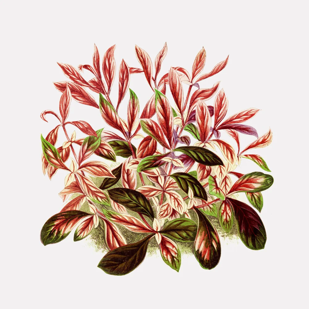 Hojas rojas y verdes - Fotografía artística de Vintage Nature Graphics