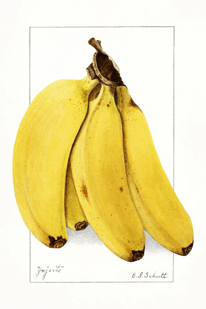 Plátanos (Musa) - Fotografía artística de Vintage Nature Graphics