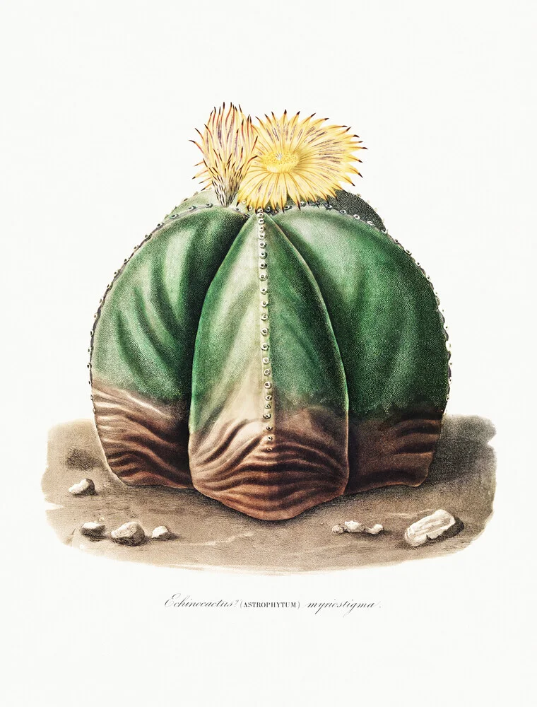 Astrophytum Myriostigma - Fotografía artística de Vintage Nature Graphics