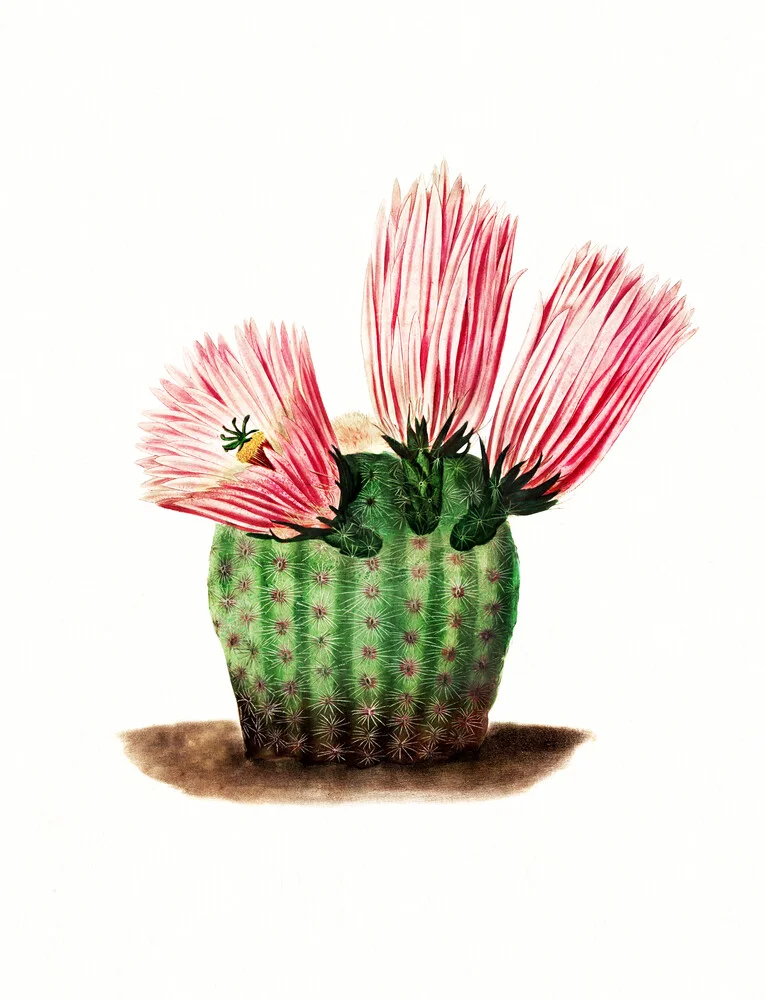 Rainbow Cactus - Fotografía artística de Vintage Nature Graphics