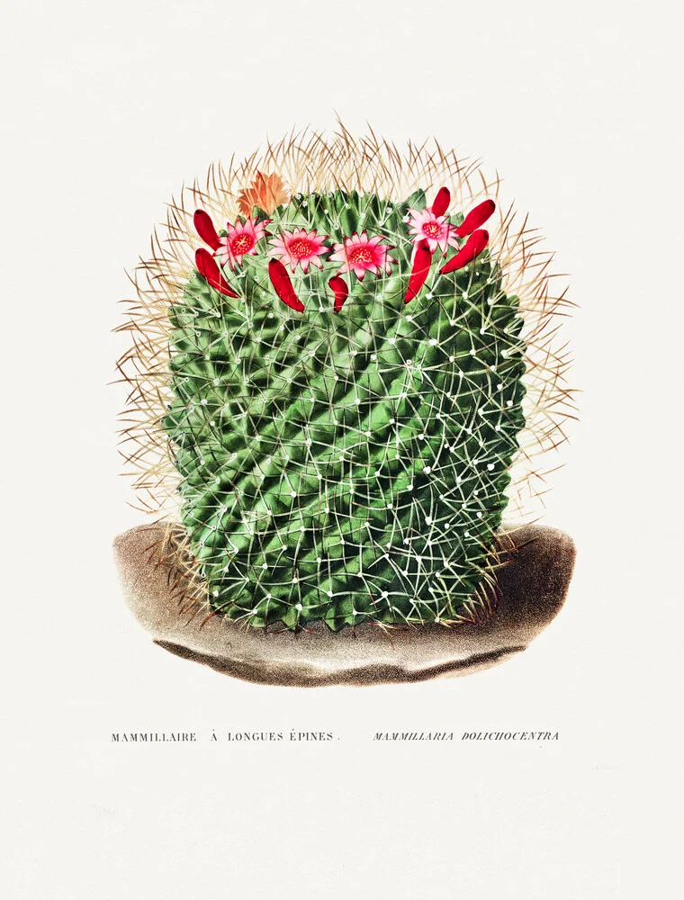 Pincushion Cactus - Fotografía artística de Vintage Nature Graphics