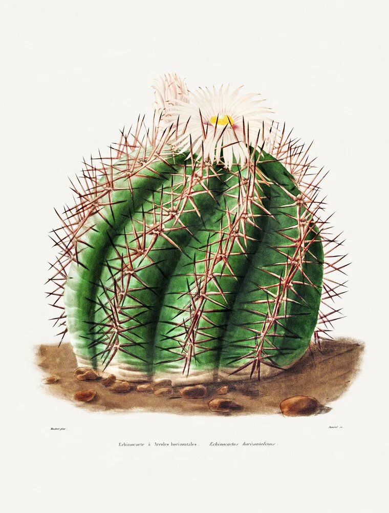 Echinocactus Horizonthalonius - Fotografía artística de Vintage Nature Graphics