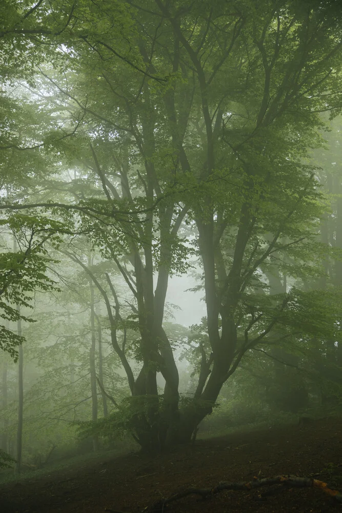 Niebla en el bosque de Teutoburgo - Fotografía artística de Nadja Jacke