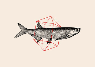 Florent Bodart, Fish in Geometrics (Alemania, Europa)