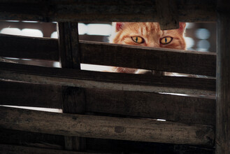 AJ Schokora, ojos de gato (China, Asia)