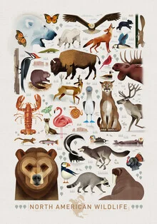 Fauna de América del Norte - Fotografía artística de Dieter Braun