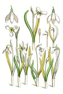 Vintage Nature Graphics, Maurice Pillard Verneuil: Snowdrops (Francia, Europa)