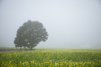 Nadja Jacke, Campo de mostaza con árbol en la niebla (Alemania, Europa)