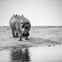 Dennis Wehrmann, hipopótamo anfibio (Zambia, África)