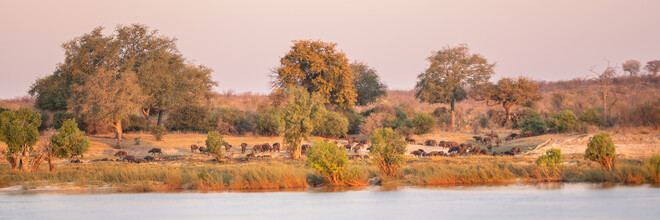 Dennis Wehrmann, Puesta de sol panorámica en el Zambeze con búfalos (Zambia, África)