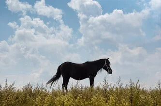 Lone Horse - Fotografía artística de AJ Schokora