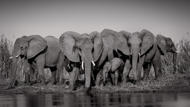 Dennis Wehrmann, Grupo de elefantes en el poderoso Zambezi (Zambia, África)