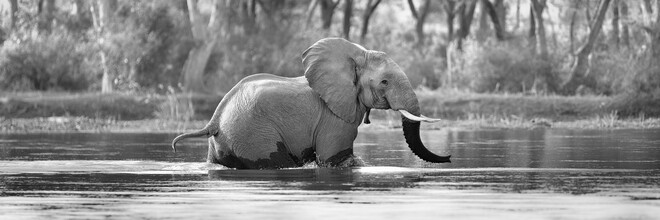 Dennis Wehrmann, elefantes (Zambia, África)