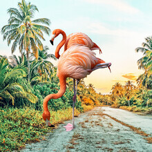 Uma Gokhale, Flamingo Vacaciones
