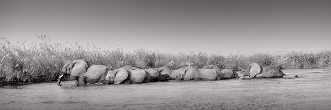Dennis Wehrmann, futuros elefantes (Zambia, África)
