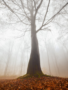 Jan Becke, árbol místico en el bosque de otoño
