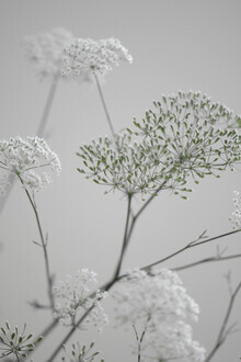 Studio Na.hili, flores de color blanco grisáceo (Alemania, Europa)