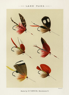 Vintage Nature Graphics, Mary Orvis Marbury: Lake Flies 2 (Estados Unidos, Norteamérica)
