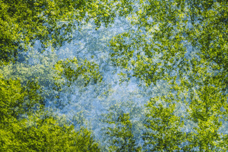 Nadja Jacke, bosque cielo con árboles en primavera exposición múltiple (Alemania, Europa)