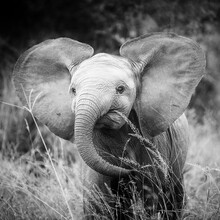 Dennis Wehrmann, Retrato Baby Elephantidae Cargando (Sudáfrica, África)
