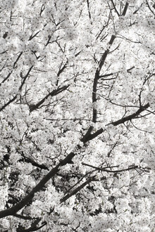 Studio Na.hili, nubes blancas de flores de cerezo (Alemania, Europa)