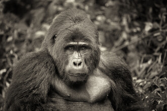 Dennis Wehrmann, espalda plateada: el gentil gobernante de la selva tropical (Uganda, África)