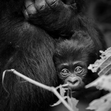 Dennis Wehrmann, bebé gorila (Uganda, África)