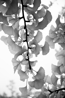 Studio Na.hili, hojas de ginkgo en blanco y negro