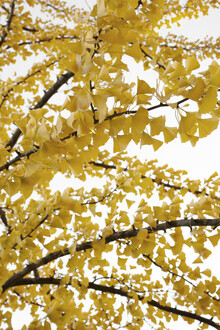 Studio Na.hili, cielo de hojas de ginkgo amarillo