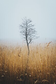 Patrick Monatsberger, Último árbol en pie (Alemania, Europa)