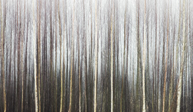 Manuela Deigert, Magic Trees (Alemania, Europa)