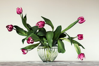Manuela Deigert, Naturaleza muerta con tulipanes (Alemania, Europa)