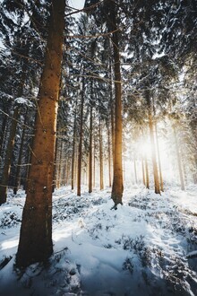 Patrick Monatsberger, Bosque soleado de invierno (Alemania, Europa)