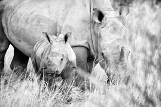 Dennis Wehrmann, Retrato Rhino Bay y Madre - Namibia, África)