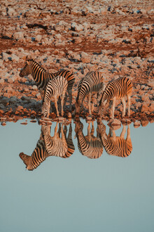 Jonas Hafner, Cebras - Namibia, África)