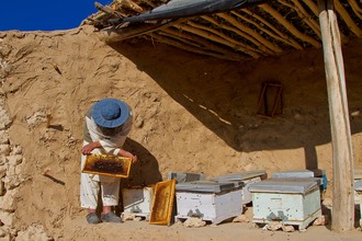 Rada Akbar, fabricación de miel (Afganistán, Asia)
