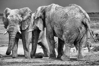 Dennis Wehrmann, Muddy Elephents Parque Nacional Etosha - Namibia, África)