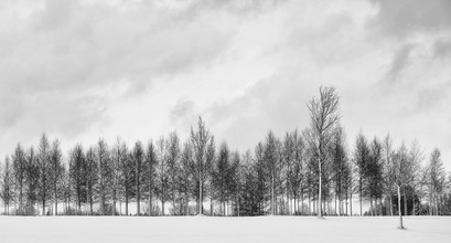 Jochen Fischer, árboles de invierno - Alemania, Europa)