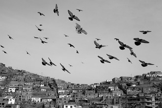 Christina Feldt, pájaros de la libertad en Kabul (Afganistán, Asia)