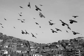 Pájaros de la libertad en Kabul - Fotografía artística de Christina Feldt