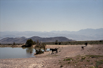 Kevin Russ, Horses at Waterhole (Estados Unidos, Norteamérica)