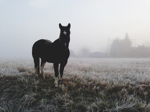 Kevin Russ, Frosty Morning Horse - Estados Unidos, América del Norte)
