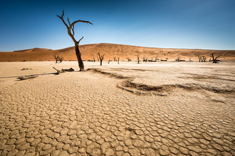 Michael Stein, Dead Trees in Dead Vlei #01 - Namibia, África)