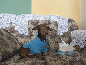 Ana Cayuela, El perro de Jorge (Cuba, América Latina y el Caribe)