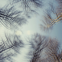 Nadja Jacke, árboles y cielo azul - exposición múltiple