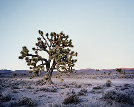 Ronny Ritschel, Joshua Tree - Death Valley.* EE.UU.