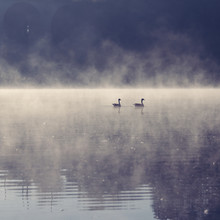 Nadja Jacke, 2 pájaros en un lago con niebla por la mañana (Alemania, Europa)