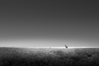 Tillmann Konrad, El kudu solitario