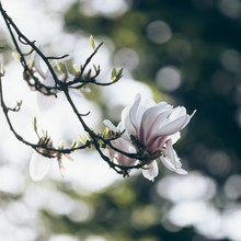 Nadja Jacke, magnífica flor de magnolia